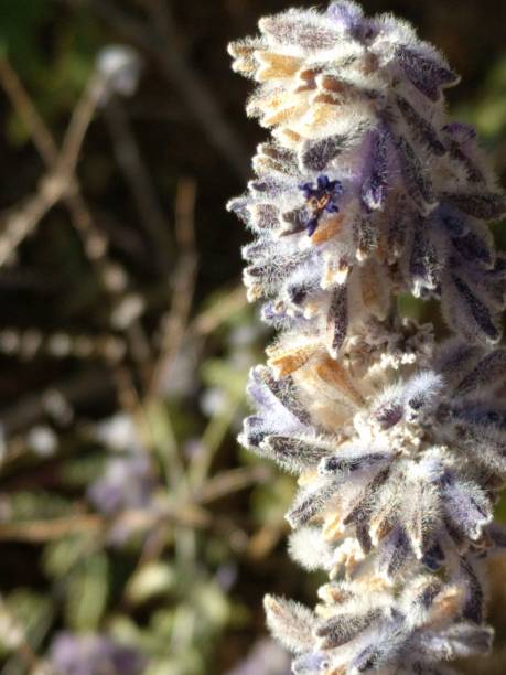istock Close Up Flower Picture 1450775389