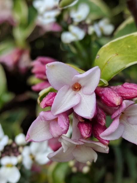 istock Close Up Flower Picture 1450775402