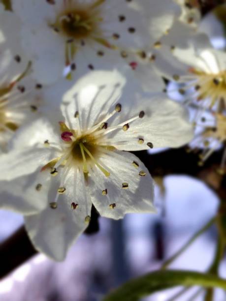 istock Close Up Cherry Blossom Picture 1450775462