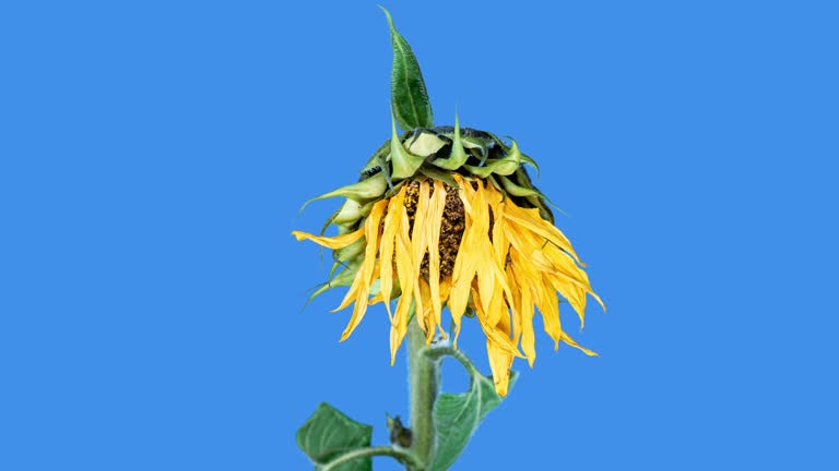 Yellow Sunflower Head Blooming in Time Lapse. Opening Flower on a Blue Background from Bud in Timelapse. Wilting Yellow Flower While Seeds Ripen