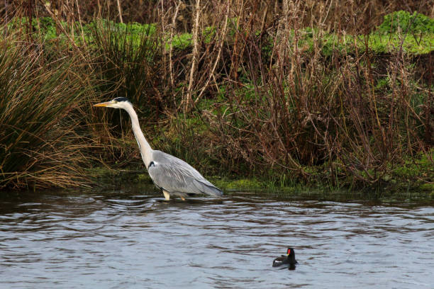 istock A grey Heron hunting and foraging in a lake 1450783288