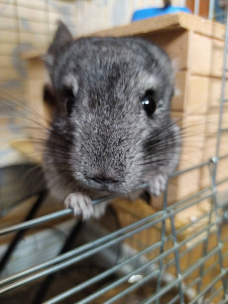 istock Pet chinchilla rodent 1450783618