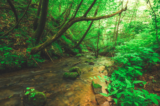 Karuizawa, River, Flowing Water, Japan, Nagano Prefecture