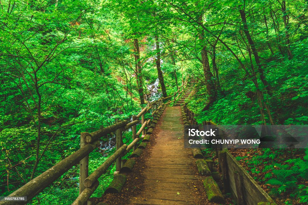 Footpath among trees on forest Bridge - Built Structure Stock Photo