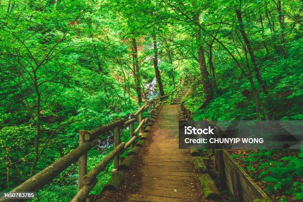 Footpath Among Trees On Forest Stock Photo - Download Image Now - Bridge - Built Structure, Tropical Rainforest, Backgrounds
