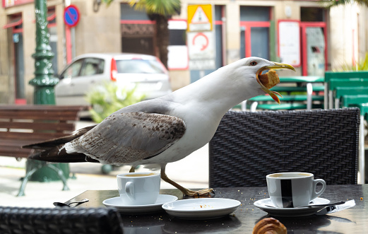 Seagull stealing a sponge cake on a bar