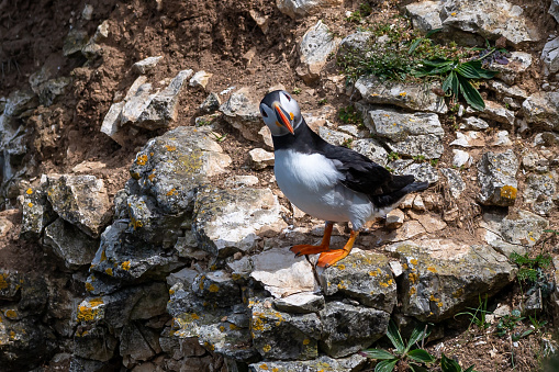 Atlantic Puffins, Fratercula arctica, perched on rocks  looking quizzically at the camera, Yorkshire, UK