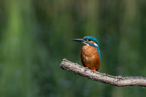 Male kingfisher, alcedo atthis, perched on a dead tree branch