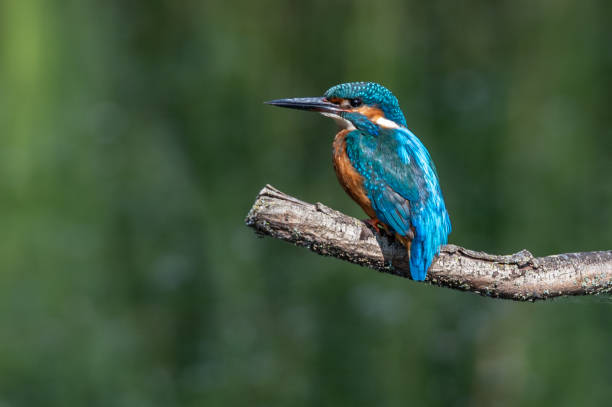 istock Male kingfisher, alcedo atthis, perched on a branch 1450787056