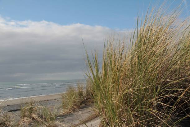 istock Tall grass on the beach against sea and cloudy sky 1450787431