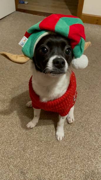 istock Christmas jumper and Christmas hat on dog 1450790324