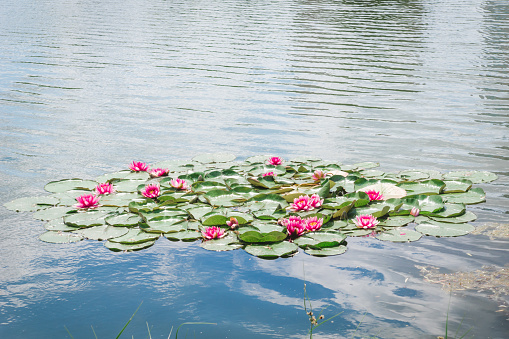 Beautiful pink water lily flowers among green leaves. Bush of water lilies or lotuses in the middle of a lake in a park. Purple water lily flowers in water