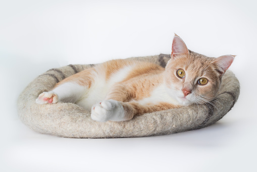 Happy relaxed orange tabby cat is lying down in a cozy grey felt bed and looking to the camera. Isolated on white background.