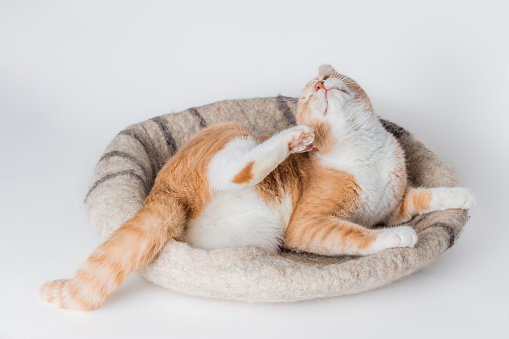 Orange tabby cat in a cozy grey felt bed scratching his ear. Isolated on white background.
