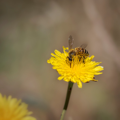Close-up macro of a honey-bee collecting pollen from a dandelion  flower