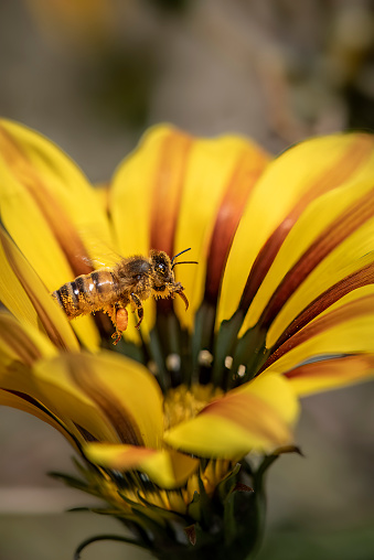 Close-up macro of a honey-bee collecting pollen from a yellow  flower