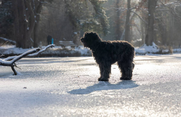 istock Black labradoodle dog on frozen lake. 1450803730