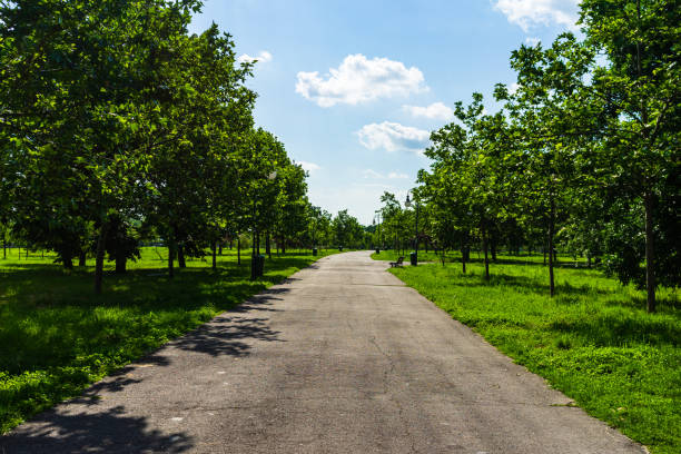 Alley in the park - summer scenery