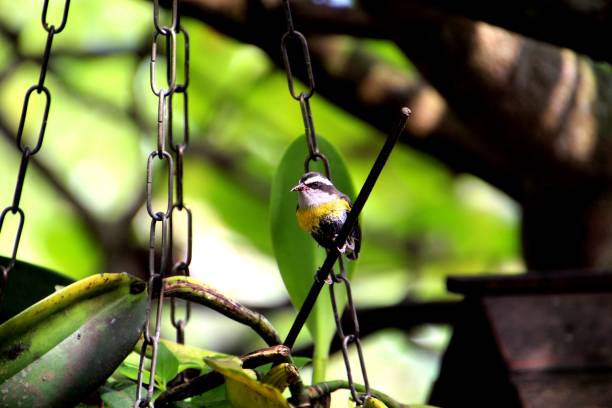 istock bird cambacica - coereba flaveola 1450806339