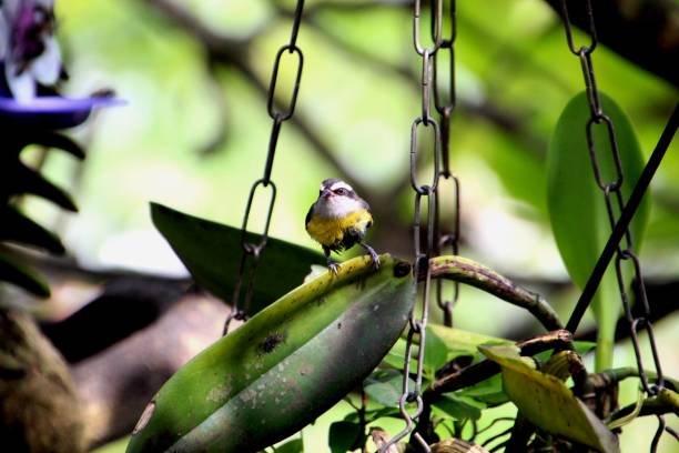 istock bird cambacica - coereba flaveola 1450806340