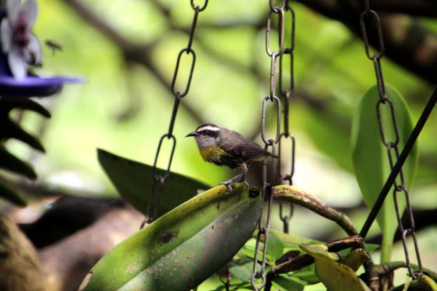 istock bird cambacica - coereba flaveola 1450806529