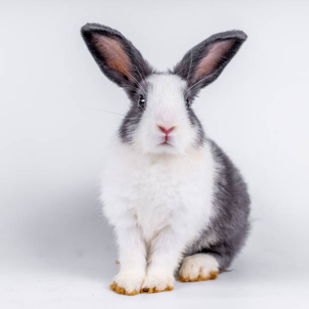 istock cute black and white rabbit isolated white background 1450809557