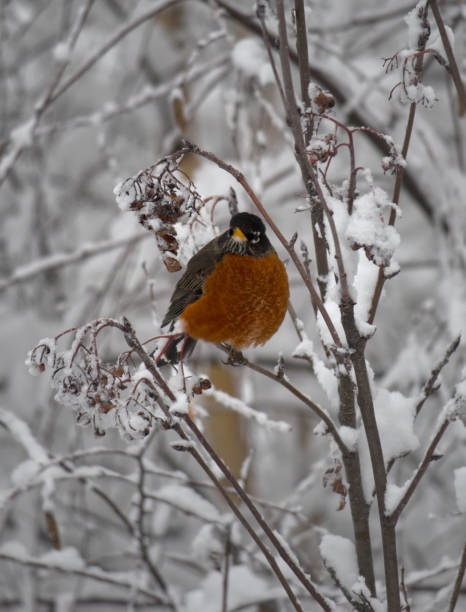 istock An American Robin bird perched on a thin tree branch in a snowy winter landscape 1450809930