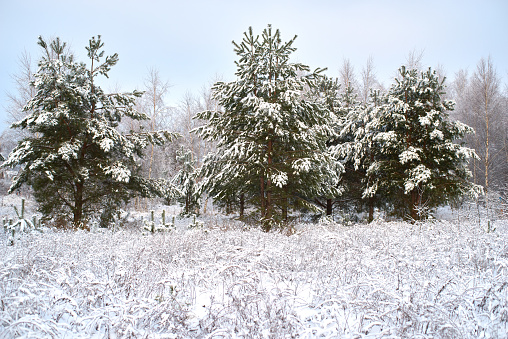 Fir green trees and grass covered with snow, white blue cloudy sky