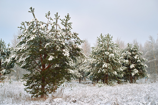 Fir green trees and grass covered with snow, white blue cloudy sky