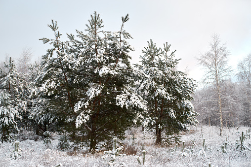 Scenic landscape with snow trees and sunset at cold winter day