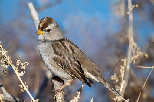A first-year White-crowned Sparrow (Zonotrichia leucophrys) in a bush at the San Jacinto Wildlife Area in Riverside County in southern California. This widespread American sparrow with five currently recognized subspecies winters from central Mexico throughout the United States and breeds as far north as the high Arctic.