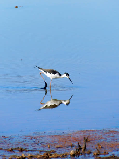 istock Wetlands Water Bird 1 1450813131