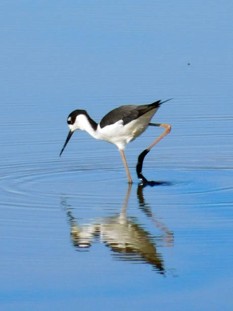 istock Wetlands Water Bird 2 1450813140