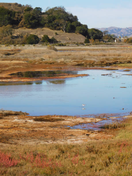 istock Novato Wetlands 8 1450813193