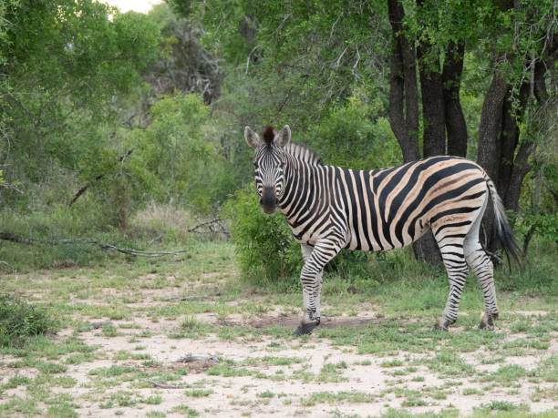 Two Zebra’s Drinking Water from Watering Hole