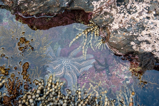 A tidal pool with starfish and seaweeds at Titahi Beach near Wellington in New Zealand