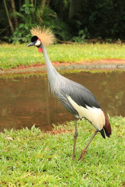 istock Rare bird black crowned crane Brazil 1450814499