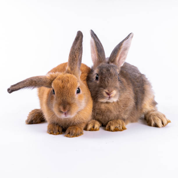 istock cute black and white rabbit isolated white background 1450814538