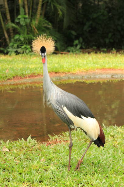 istock Rare bird black crowned crane Brazil 1450814555