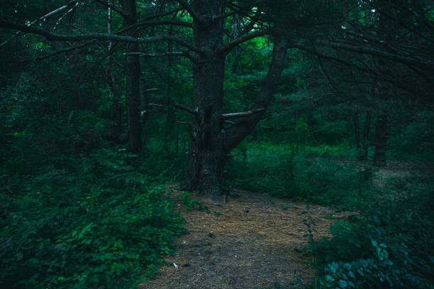 istock Beautiful scenery of pathway with an old tree and fresh vegetation in a forest 1450814592