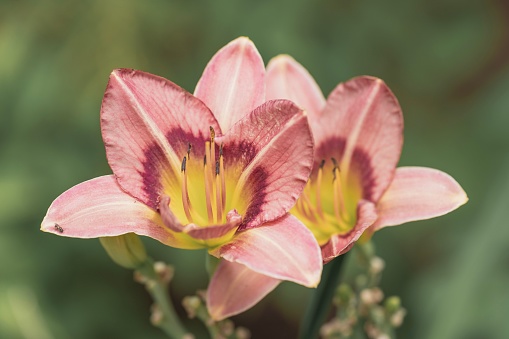 A closeup shot of beautiful Daylily flowers in bloom against blur background