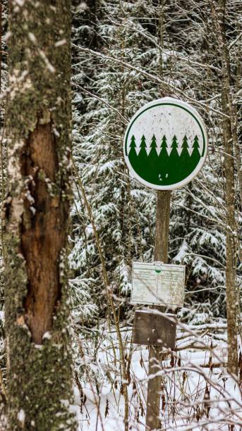 istock Pine forest signage in a winter park 1450814824