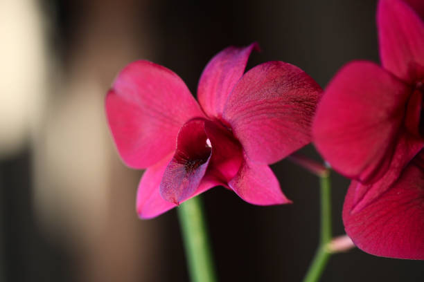 close-up of several red and purple orchid flowers (and a very nice chiaroscuro effect). bokeh. purple, red, pink. several orchids close-up of several red and purple orchid flowers (and a very nice chiaroscuro effect). bokeh. purple, red, pink. several orchids autotroph stock pictures, royalty-free photos & images