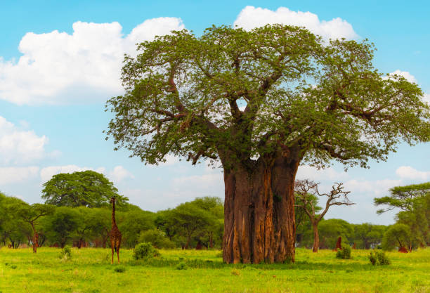 istock Africans wild life, animals and birds 1450816955