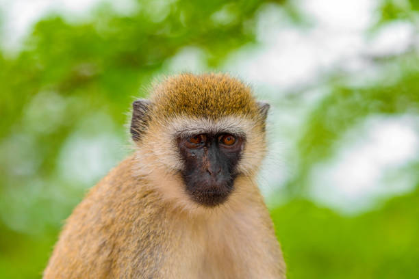 wild life in reserve in Tanzania
