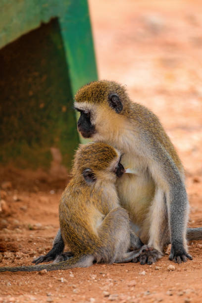 istock Africans wild life, animals and birds 1450817336