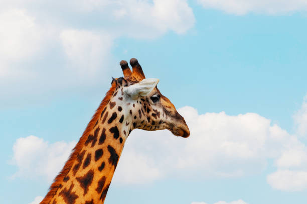 istock Africans wild life, animals and birds 1450817364