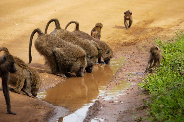 wild life in reserve in Tanzania