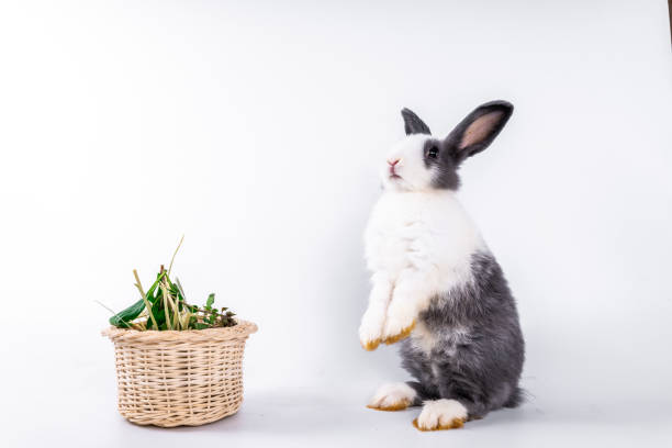 cute black and white rabbit isolated white background