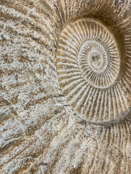 istock Spiral fossil background 1450819496